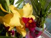 Blc. Toshie s Magic Hsinying (Lc. Tokyo Magic x Toshie Aoki)